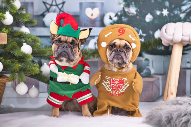 Christmas costume for pets